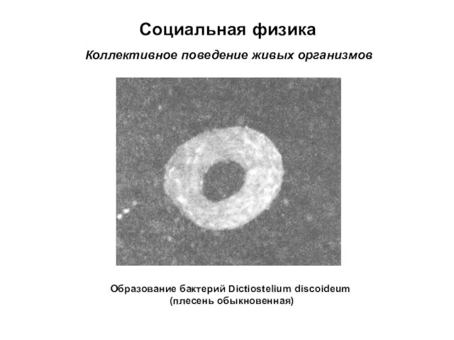 Социальная физика Коллективное поведение живых организмов Образование бактерий Dictiostelium discoideum (плесень обыкновенная)