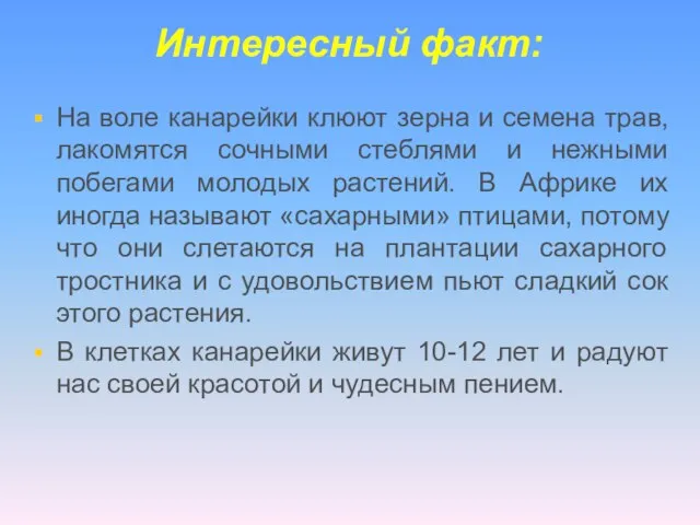 Интересный факт: На воле канарейки клюют зерна и семена трав, лакомятся сочными