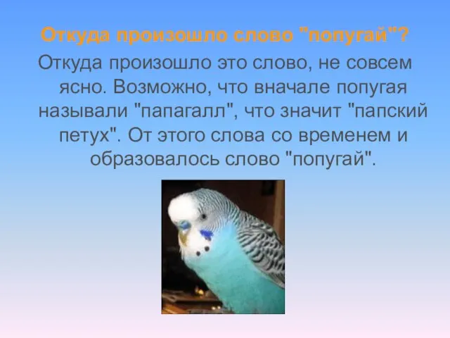 Откуда произошло слово "попугай"? Откуда произошло это слово, не совсем ясно. Возможно,