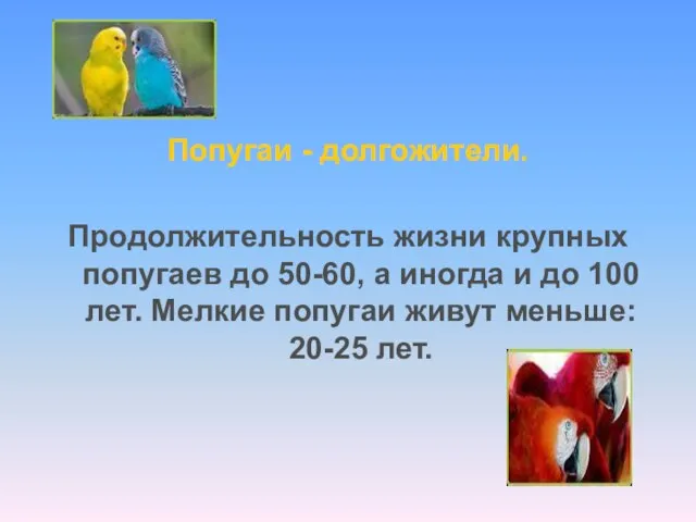 Попугаи - долгожители. Продолжительность жизни крупных попугаев до 50-60, а иногда и