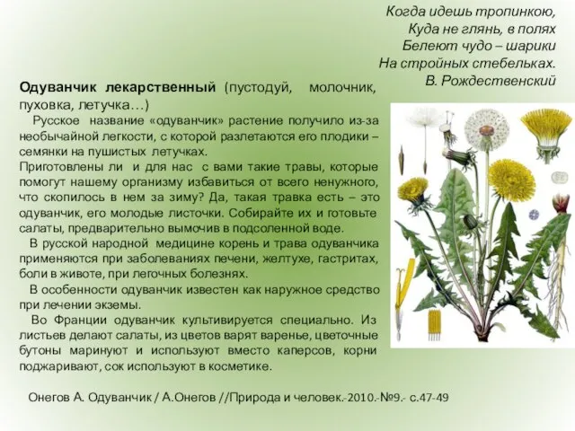 Онегов А. Одуванчик / А.Онегов //Природа и человек.-2010.-№9.- с.47-49 Когда идешь тропинкою,