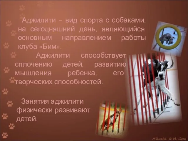 Аджилити – вид спорта с собаками, на сегодняшний день, являющийся основным направлением