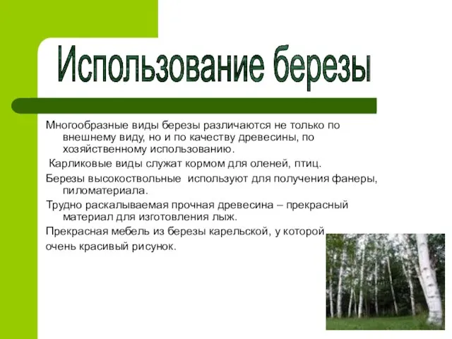 Многообразные виды березы различаются не только по внешнему виду, но и по