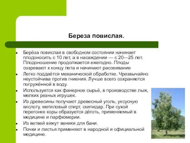 Берёза повислая в свободном состоянии начинает плодоносить с 10 лет, а в