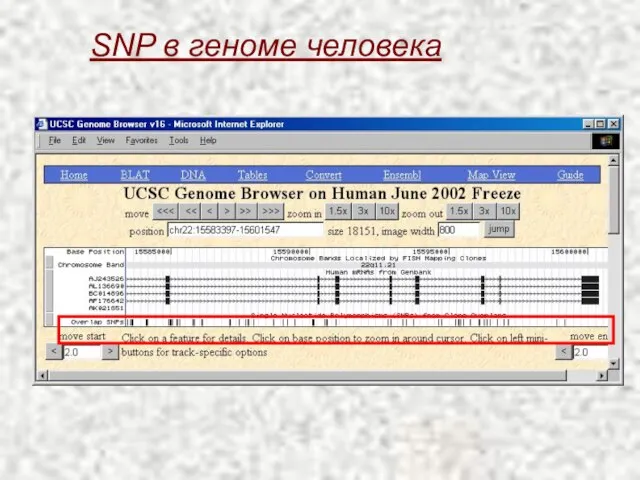 SNP в геноме человека