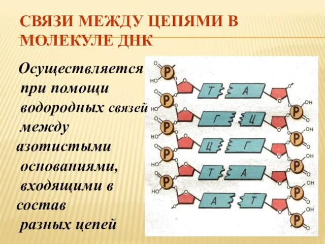 СВЯЗИ МЕЖДУ ЦЕПЯМИ В МОЛЕКУЛЕ ДНК Осуществляется при помощи водородных связей между