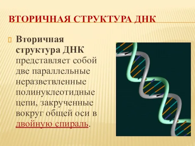 ВТОРИЧНАЯ СТРУКТУРА ДНК Вторичная структура ДНК представляет собой две параллельные неразветвленные полинуклеотидные