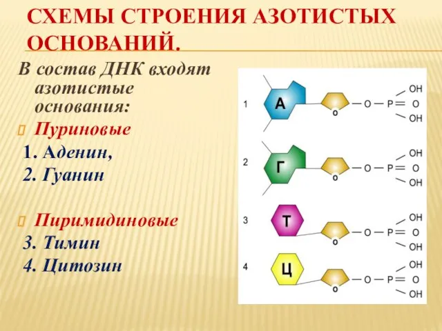 СХЕМЫ СТРОЕНИЯ АЗОТИСТЫХ ОСНОВАНИЙ. В состав ДНК входят азотистые основания: Пуриновые 1.