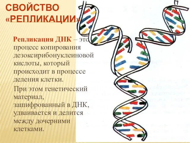 СВОЙСТВО «РЕПЛИКАЦИИ» Репликация ДНК – это процесс копирования дезоксирибонуклеиновой кислоты, который происходит