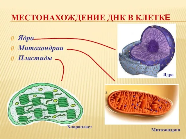 МЕСТОНАХОЖДЕНИЕ ДНК В КЛЕТКЕ Ядро Митохондрии Пластиды Хлоропласт Митохондрия Ядро