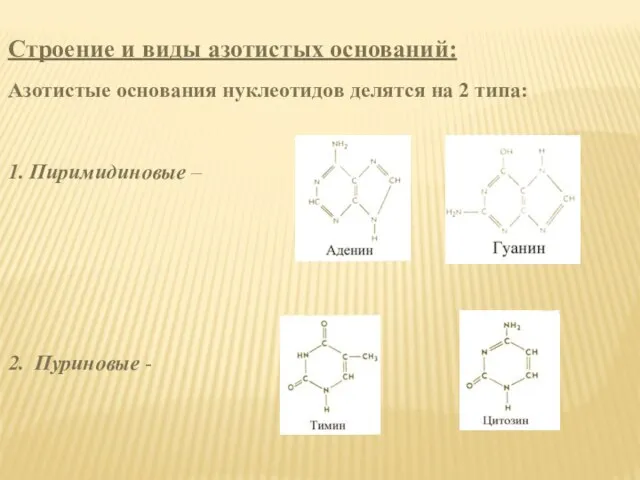 Строение и виды азотистых оснований: Азотистые основания нуклеотидов делятся на 2 типа: