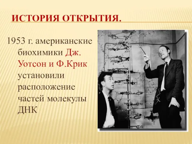 ИСТОРИЯ ОТКРЫТИЯ. 1953 г. американские биохимики Дж.Уотсон и Ф.Крик установили расположение частей молекулы ДНК