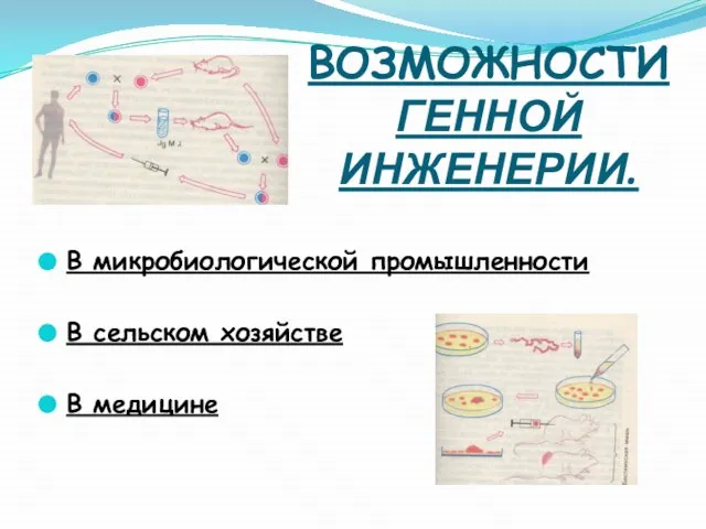 ВОЗМОЖНОСТИ ГЕННОЙ ИНЖЕНЕРИИ. В микробиологической промышленности В сельском хозяйстве В медицине