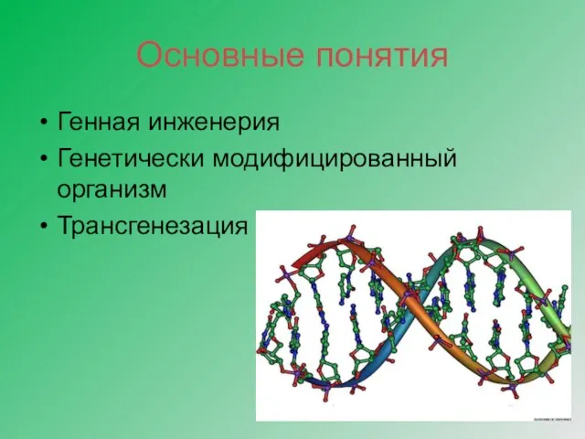 Основные понятия Генная инженерия Генетически модифицированный организм Трансгенезация