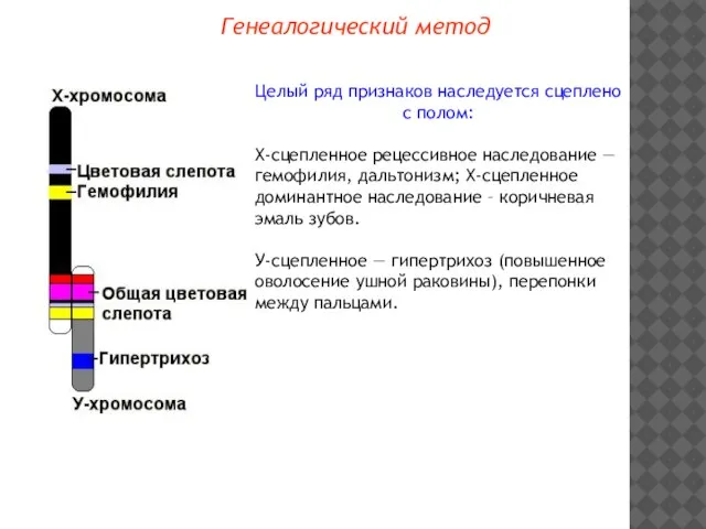 Генеалогический метод Целый ряд признаков наследуется сцеплено с полом: Х-сцепленное рецессивное наследование