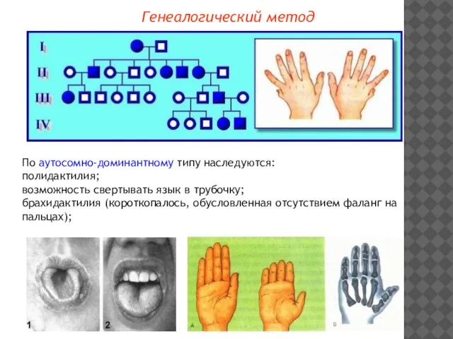 Генеалогический метод По аутосомно-доминантному типу наследуются: полидактилия; возможность свертывать язык в трубочку;