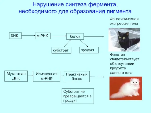 ДНК м-РНК Неактивный белок Субстрат не превращается в продукт продукт Фенотип свидетельствует