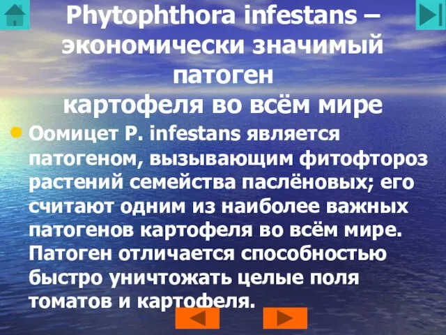 Phytophthora infestans – экономически значимый патоген картофеля во всём мире Оомицет P.