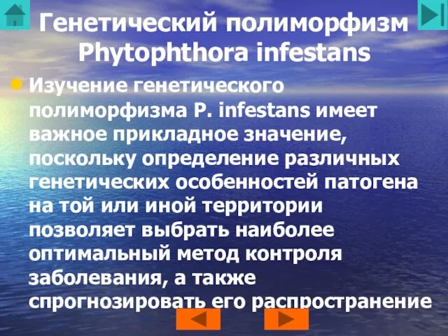 Генетический полиморфизм Phytophthora infestans Изучение генетического полиморфизма P. infestans имеет важное прикладное