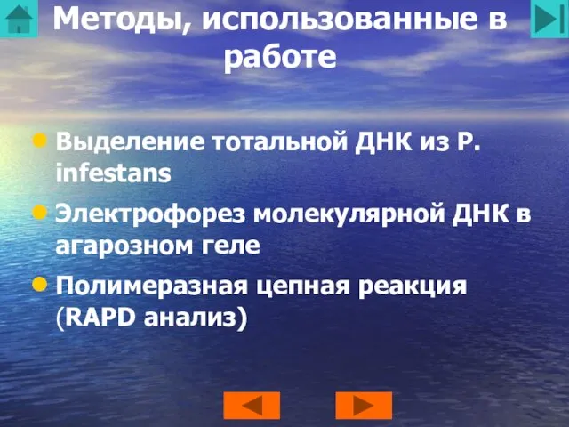 Методы, использованные в работе Выделение тотальной ДНК из P. infestans Электрофорез молекулярной