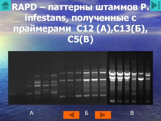 RAPD – паттерны штаммов P. infestans, полученные с праймерами C12 (А),C13(Б),С5(В) А Б В