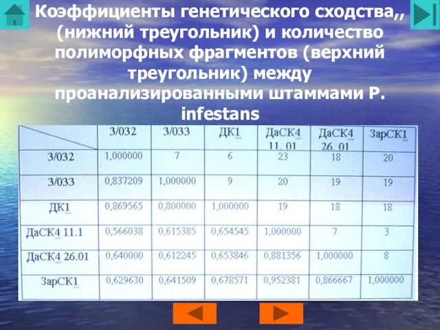 Коэффициенты генетического сходства,, (нижний треугольник) и количество полиморфных фрагментов (верхний треугольник) между проанализированными штаммами P. infestans