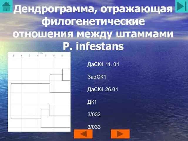 Дендрограмма, отражающая филогенетические отношения между штаммами P. infestans ДаСК4 11. 01 ЗарСК1