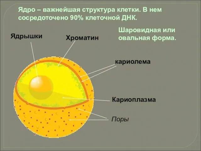 Ядро – важнейшая структура клетки. В нем сосредоточено 90% клеточной ДНК. Шаровидная