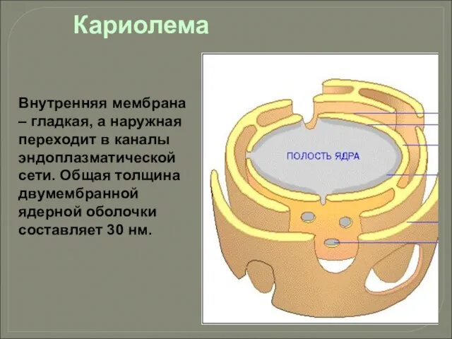 Внутренняя мембрана – гладкая, а наружная переходит в каналы эндоплазматической сети. Общая