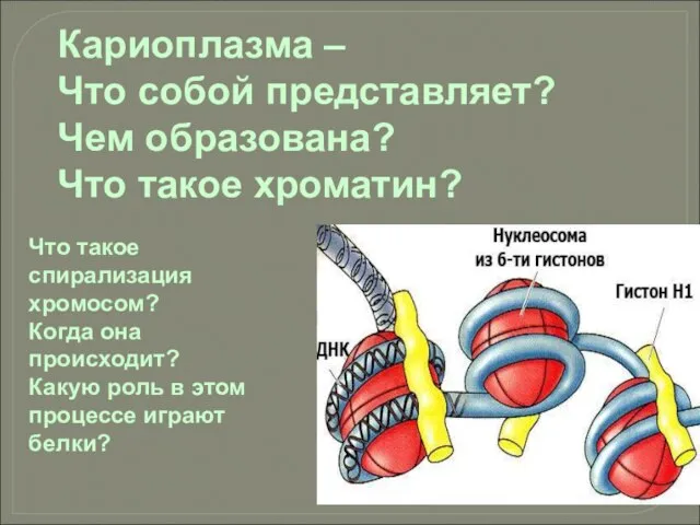 Кариоплазма – Что собой представляет? Чем образована? Что такое хроматин? Что такое