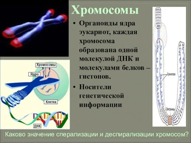 Хромосомы Органоиды ядра эукариот, каждая хромосома образована одной молекулой ДНК и молекулами