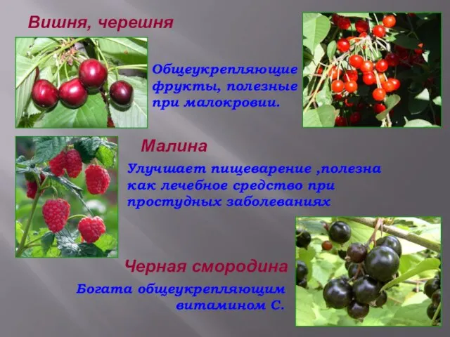Вишня, черешня Общеукрепляющие фрукты, полезные при малокровии. Малина Улучшает пищеварение ,полезна как