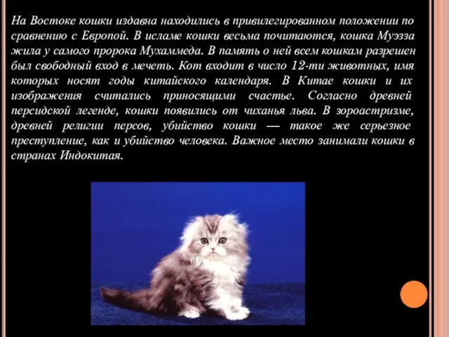 На Востоке кошки издавна находились в привилегированном положении по сравнению с Европой.