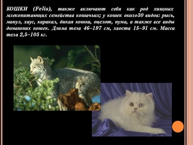 КОШКИ (Felis), также включают себя как род хищных млекопитающих семейства кошачьих; у