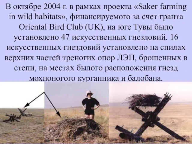 В октябре 2004 г. в рамках проекта «Saker farming in wild habitats»,