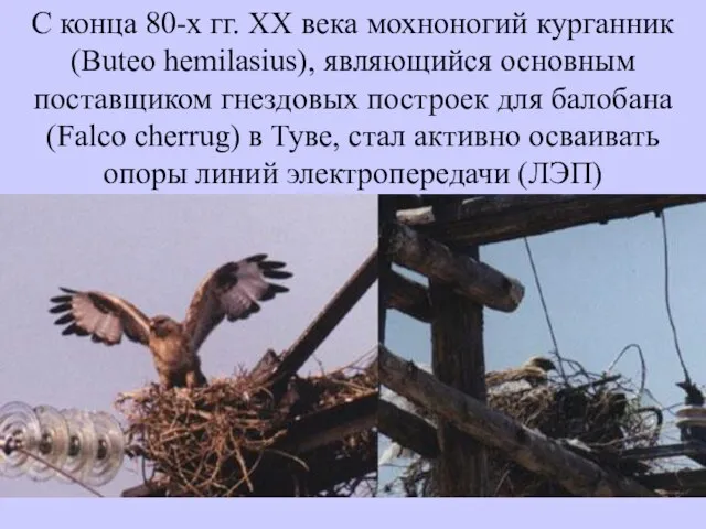 С конца 80-х гг. XX века мохноногий курганник (Buteo hemilasius), являющийся основным