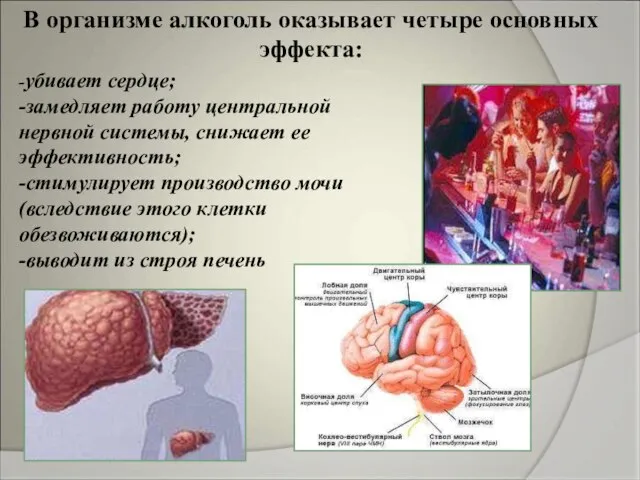 В организме алкоголь оказывает четыре основных эффекта: -убивает сердце; -замедляет работу центральной