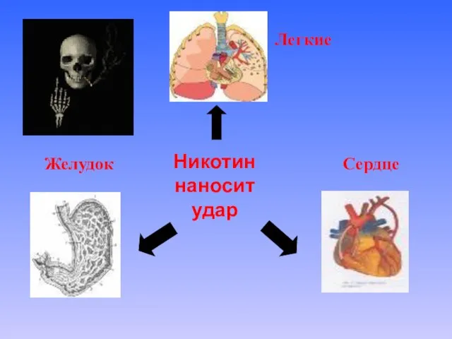 Никотин наносит удар Легкие Желудок Сердце