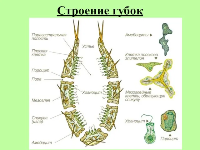 Строение губок