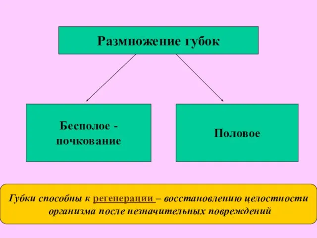 Размножение губок Бесполое - почкование Половое Губки способны к регенерации – восстановлению