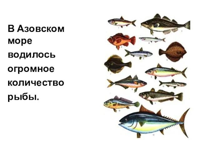 В Азовском море водилось огромное количество рыбы.