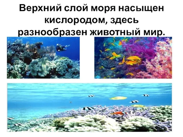 Верхний слой моря насыщен кислородом, здесь разнообразен животный мир.