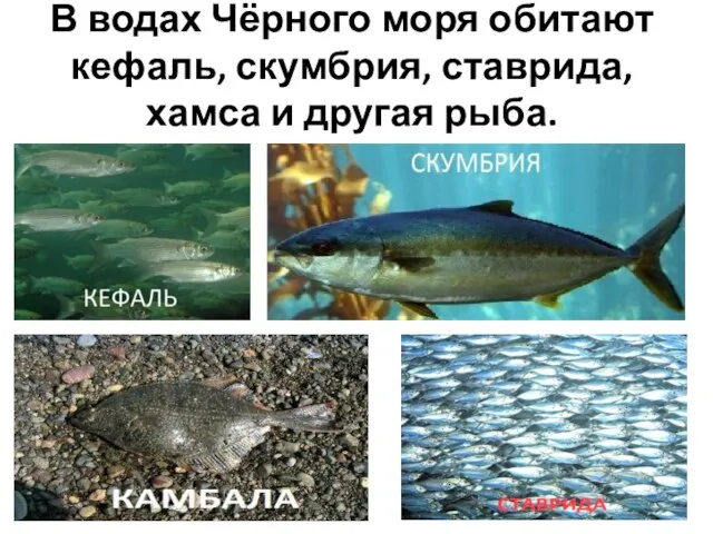 В водах Чёрного моря обитают кефаль, скумбрия, ставрида, хамса и другая рыба.