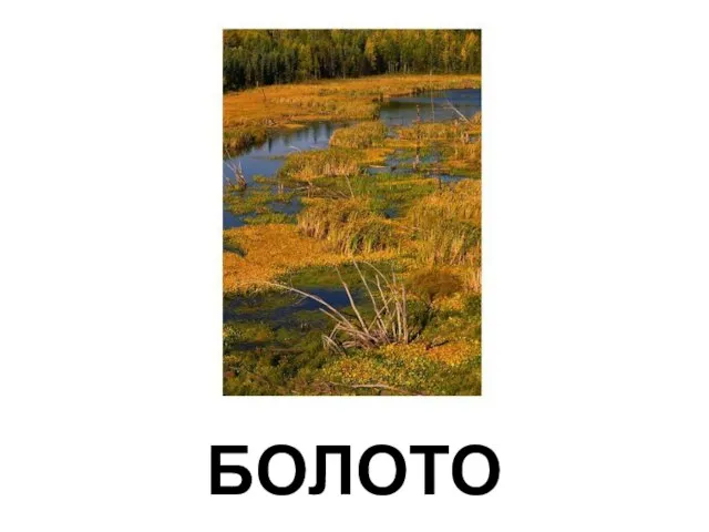 БОЛОТО