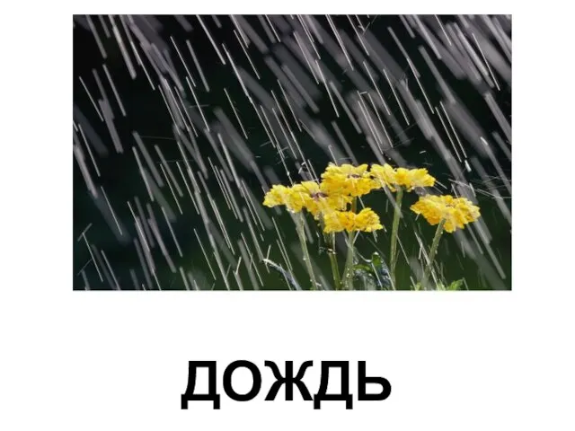 ДОЖДЬ