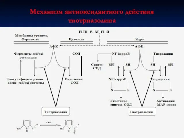 Механизм антиоксидантного действия тиотриазолина