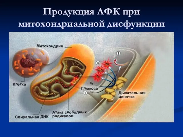 Продукция АФК при митохондриальной дисфункции