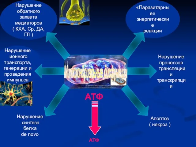 Апоптоз ( некроз ) Нарушение синтеза белка de novo Нарушение процессов трансляции