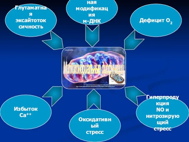 Митохондриальные дисфункции Дефицит О2 Окислительная модификация м-ДНК Глутаматная эксайтотоксичность Избыток Ca++ Оксидативный