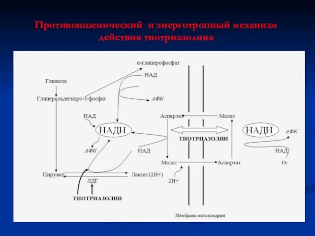 Противоишемический и энерготропный механизм действия тиотриазолина